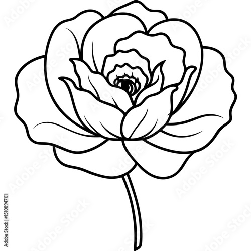 single rose isolated on white