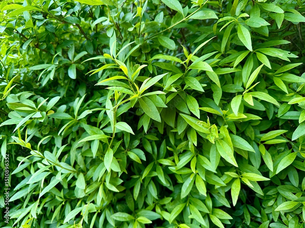 Close-up of vibrant green leaves on a lush bush. Natural texture and fresh foliage create a calming, eco-friendly background perfect for nature or botanical themes. Close-up of vibrant green leaves on a lush bush. Natural texture and fresh foliage create a calming, eco-friendly background perfect for nature or botanical themes.