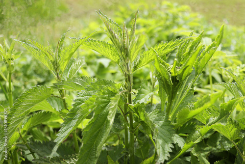 Urtica dioica or nettle in garden. Stinging nettle, medicinal plant used as bleeding, diuretic, antipyretic, wound healing, antirheumatic agent. Nettle with fluffy green leaves.