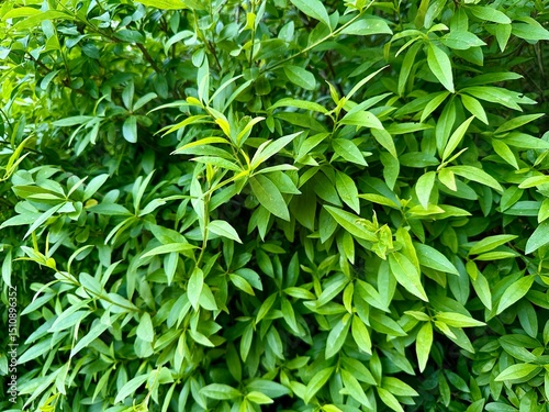Close-up of vibrant green leaves on a lush bush. Natural texture and fresh foliage create a calming, eco-friendly background perfect for nature or botanical themes.