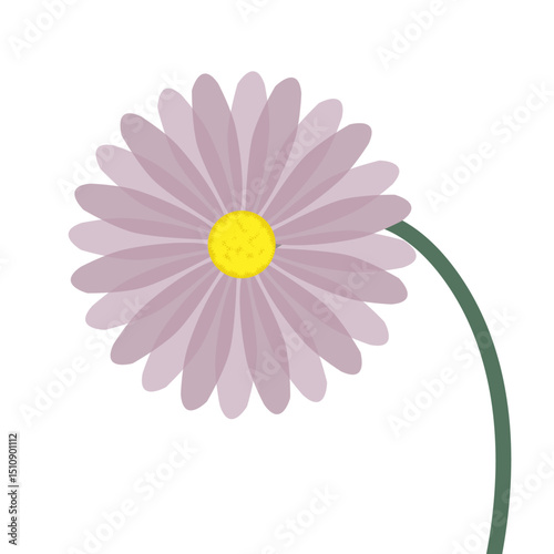 pink daisy isolated on white