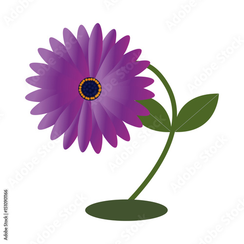 purple daisy flower isolated on white