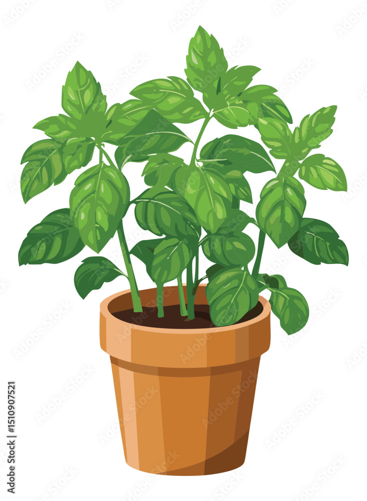 Fresh basil in pot