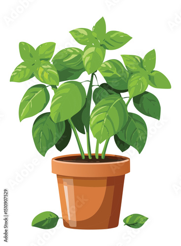 Organic basil plant