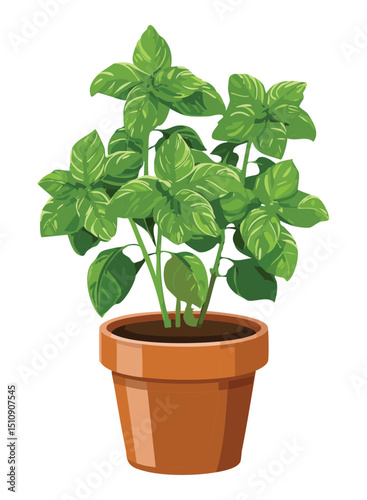 Basil herb for gardening