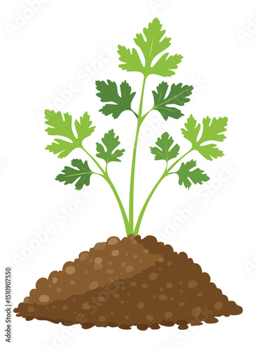 Organic parsley plant