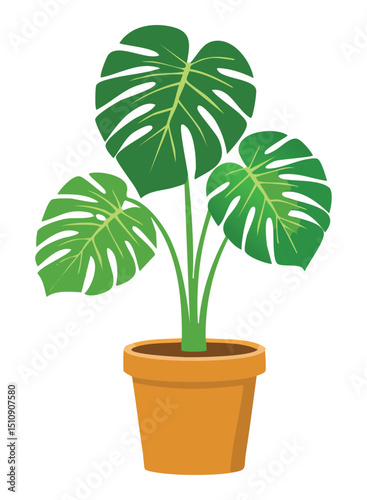 Monstera houseplant