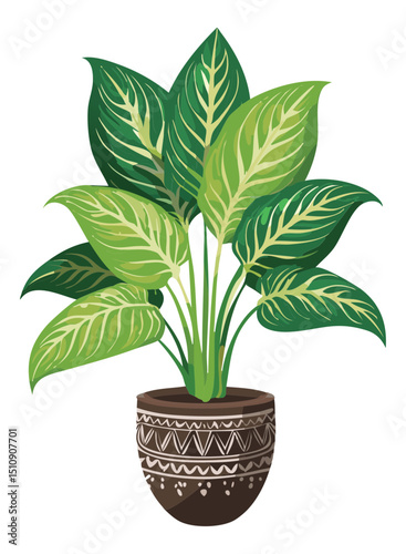 Dieffenbachia ornamental plant in pot
