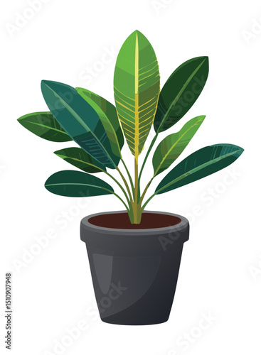 Decorative rubber plant in pot