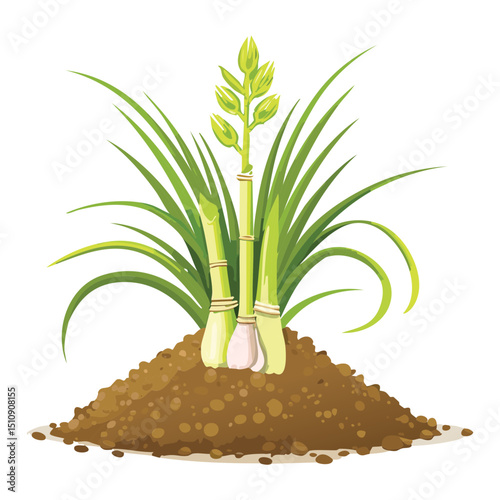 Organic lemongrass plant
