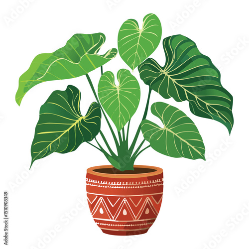 Tropical alocasia plant with large leaves