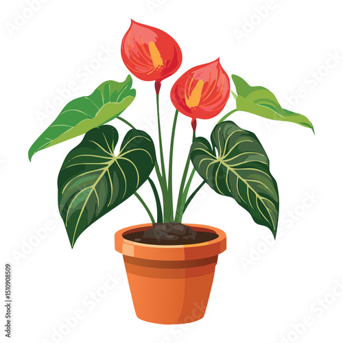 Decorative anthurium plant for home