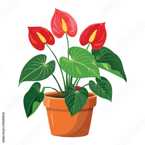 Anthurium flowering plant in pot