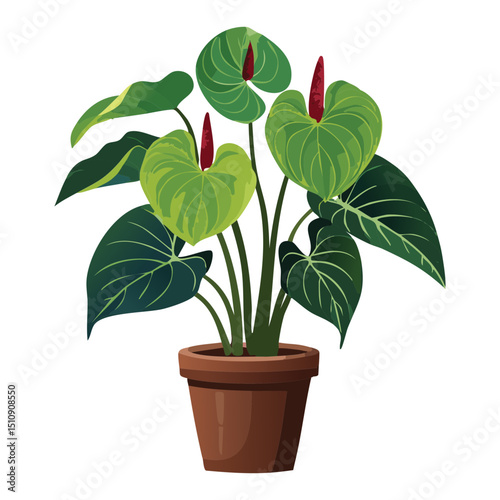 Decorative anthurium plant for home