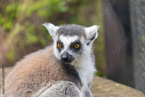 Lemur in zoo, Warsaw, Poland