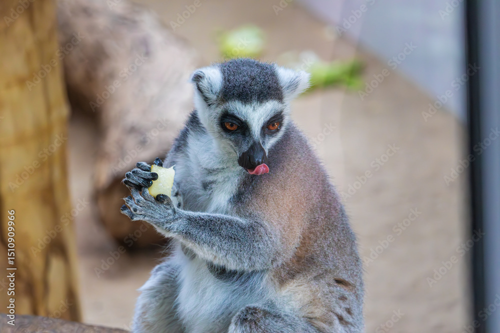 Obraz premium Lemur in zoo, Warsaw, Poland
