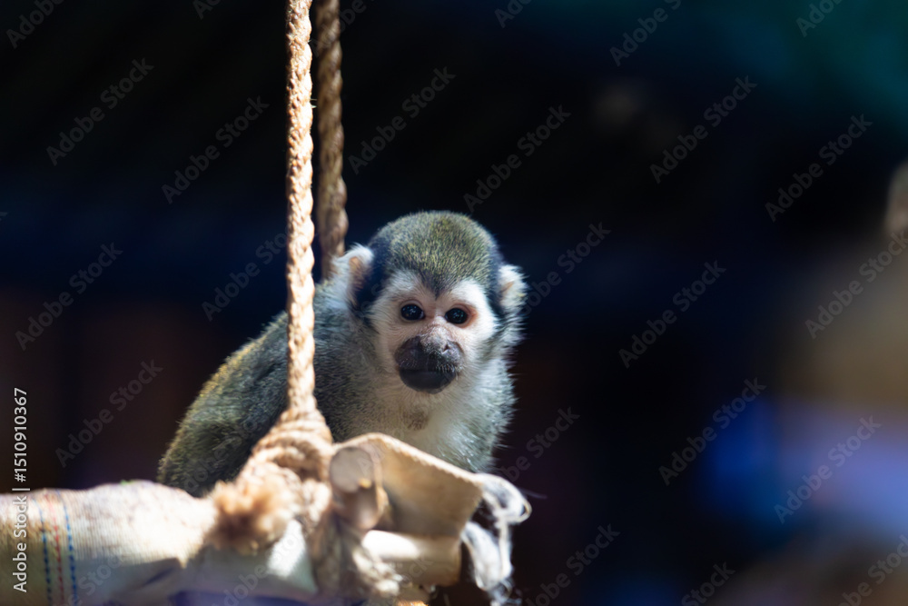 Fototapeta premium Monkey in zoo, Warsaw, Poland
