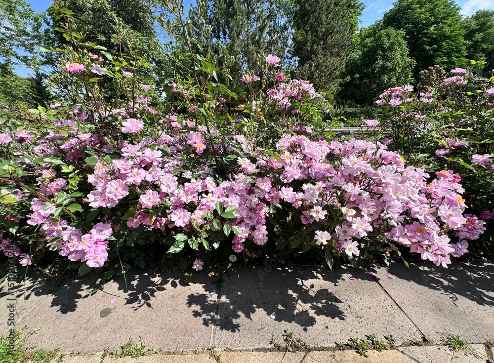 Obraz premium Blooming Cluster of Purple Roses in a Sunny Garden. Vibrant Violet Flowers with Lush Green Foliage Near a Fountain, Rosa 'Lavender Dream' beautiful flower, for Floral Backgrounds, Gardening.
