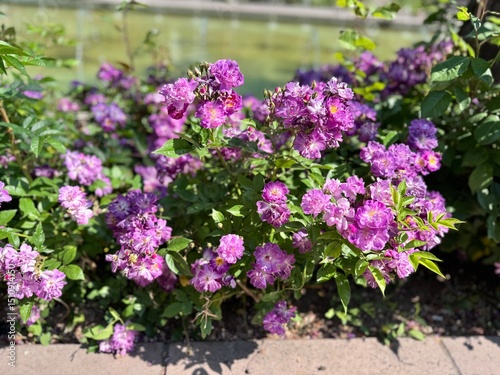 Wallpaper Mural Blooming Cluster of Purple Roses in a Sunny Garden. Vibrant Violet Flowers with Lush Green Foliage Near a Fountain, Rosa 'Lavender Dream' beautiful flower, for Floral Backgrounds, Gardening. Torontodigital.ca