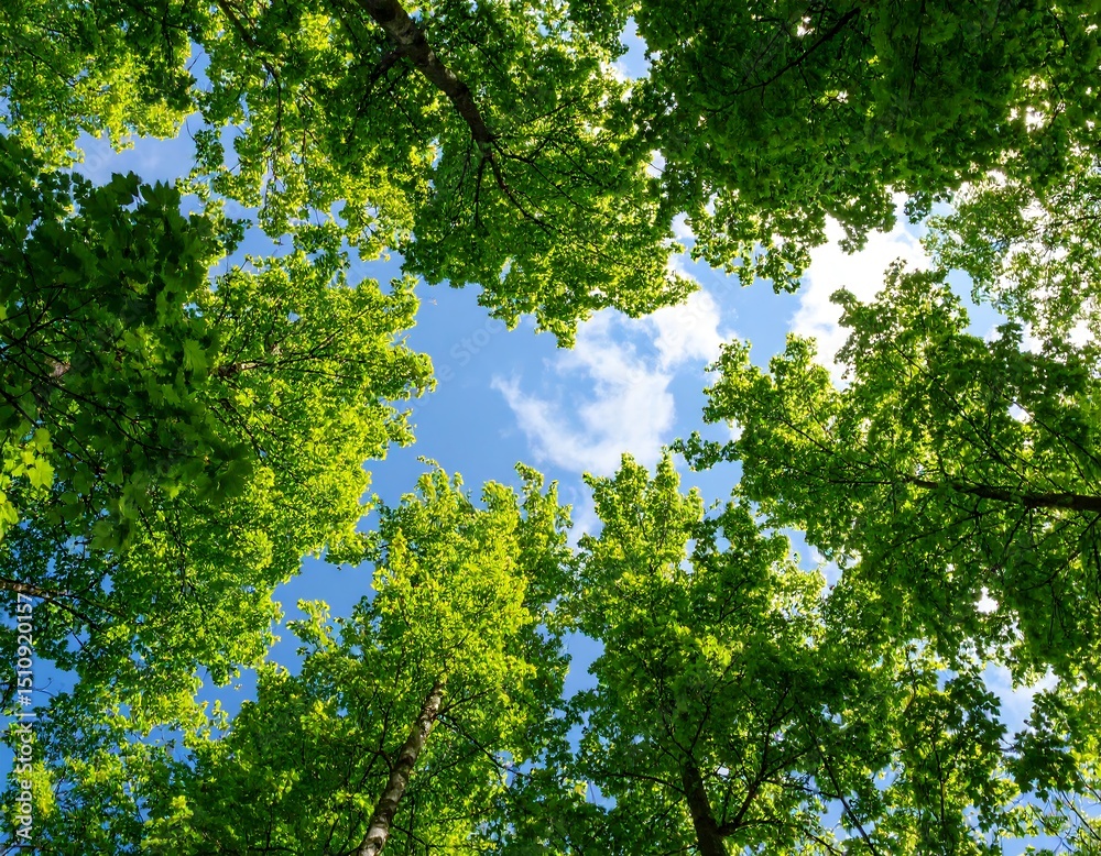 Fototapeta premium Lush green forest canopy