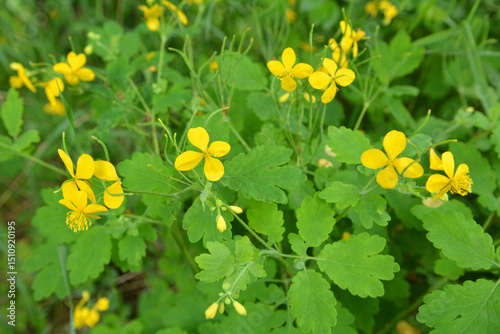 Flowering Chelidonium majus