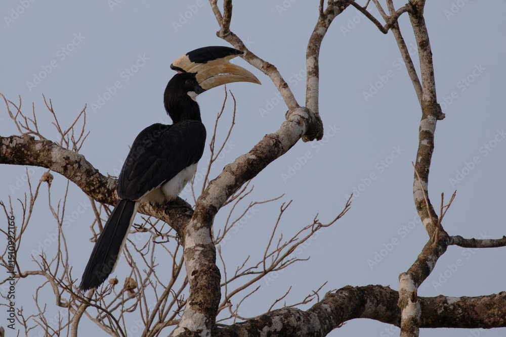 Fototapeta premium A malabar pied hornbill is photographed resting on a tree in Kumana game reserve.