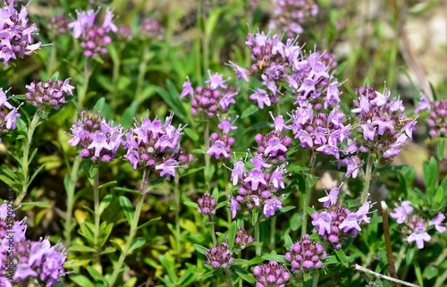 Medicinal plants and flowers. Thyme photos.