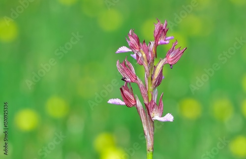 images of wild plants and flowers. wild orchid photos.