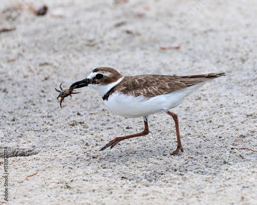 Wilson's Plover has caught its dinner