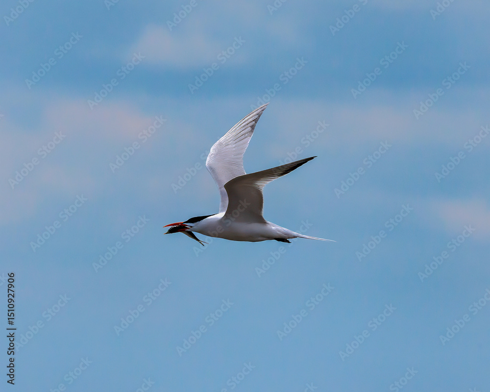 Obraz premium Royal Tern in flight after catching a fish