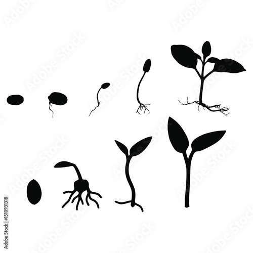 Silhouette illustration showing the stages of plant growth from seed to seedling