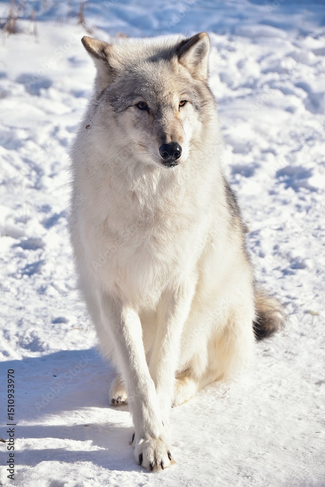 Obraz premium Female wolfdog in snow, posing