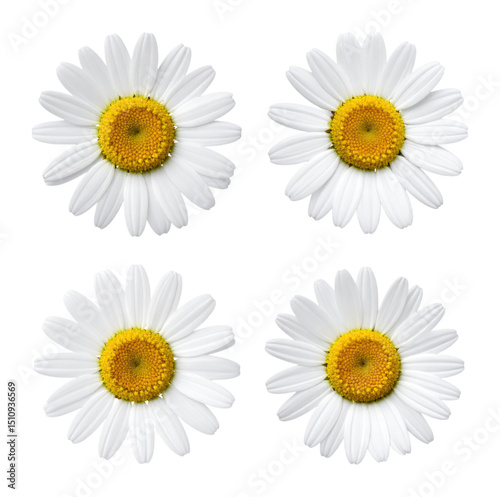 Soft Yellow Daisy Petals Unfurled Like a Bright Cheerful Smile, Isolated on Transparent Background