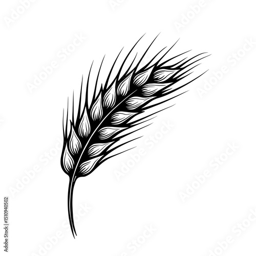 Hand drawn barley or rye ear icon for ecological farming and organic branding