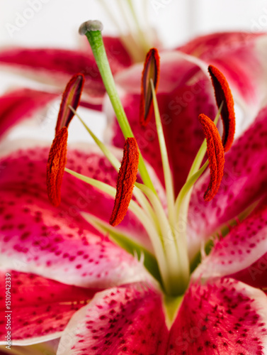Closeup Shot Of Flower Red Green And White