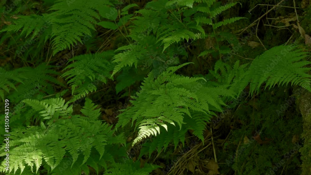 Fougères à l'ombre des arbres d'une forêt