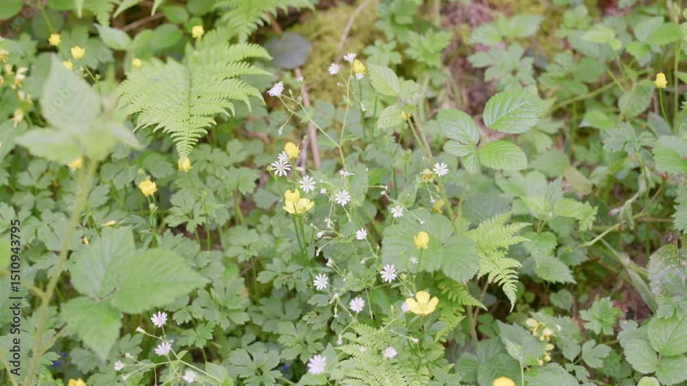 Fleurs de montagnes et fougères en détail