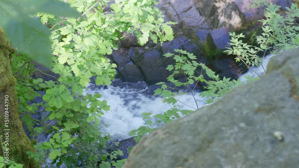 Chute d'eau coulant au milieu de la végétation en gros plan