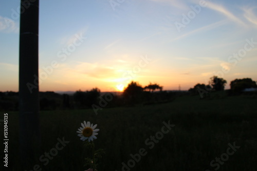 Dettagli al tramonto