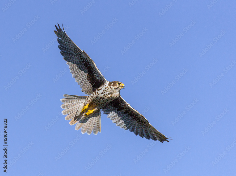 Fototapeta premium Prairie Falcon in flight