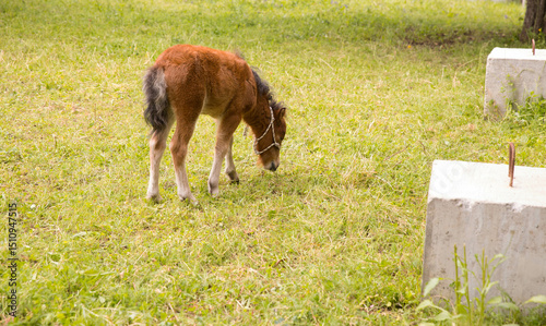 Fotografie Young brown pony grazing on grass in sunny pasture