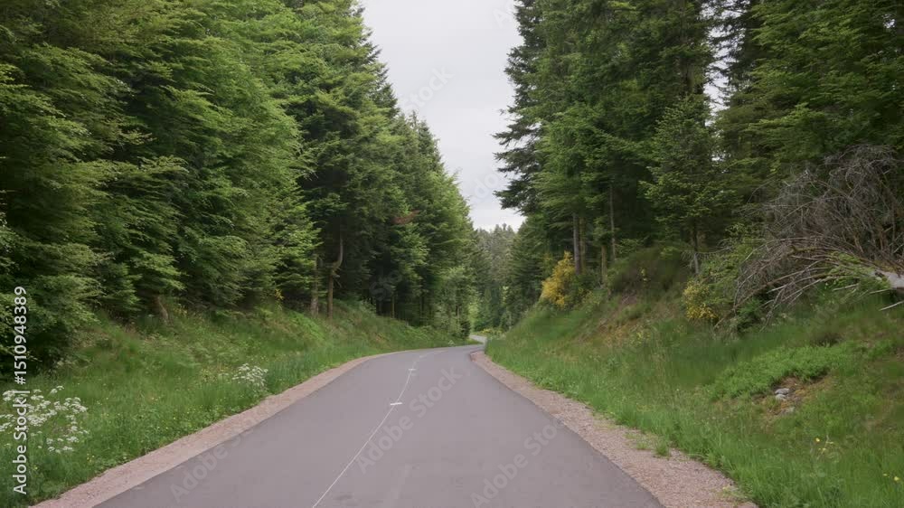 Route de montagne traversant une forêt de sapins dans les Vosges