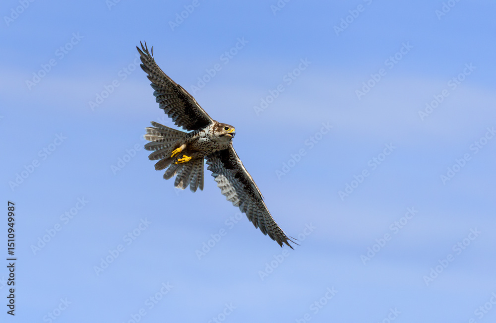 Fototapeta premium Prairie Falcon in flight