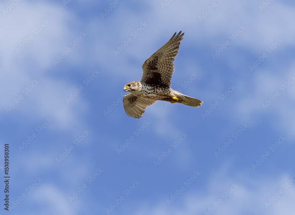Fototapeta premium Prairie Falcon in flight