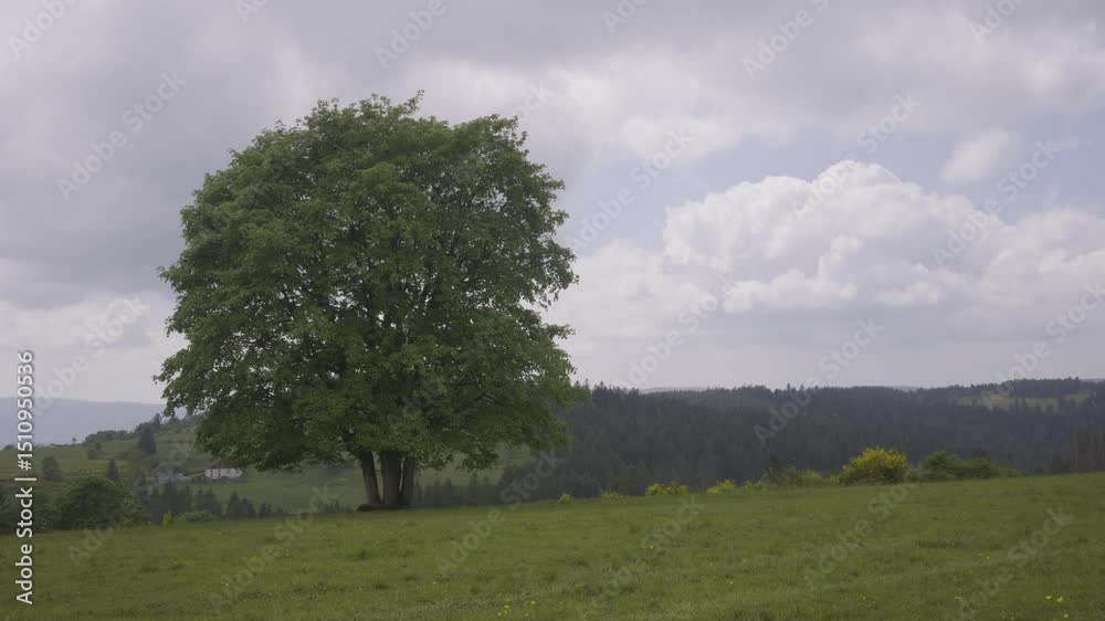 Arbre solitaire au milieu d'un pré avec paysage de montagnes et de ferme des Vosges en arrière plan