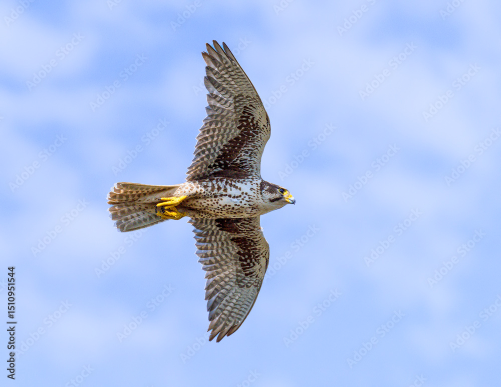 Fototapeta premium Prairie Falcon in flight