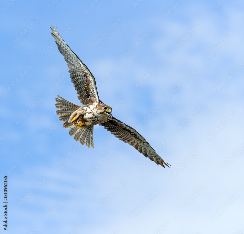Obraz premium Prairie Falcon in flight
