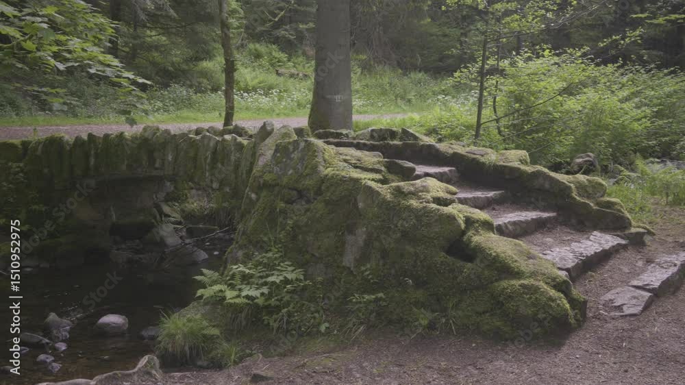 Ancien pont plein de mousse traversant une rivière dans la forêt sauvage des Vosges