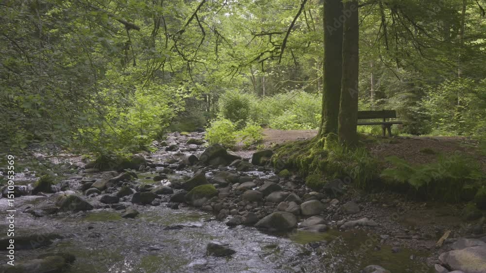Banc sous un arbre coté d'une rivière dans la forêt des Vosges près de Gerardmer