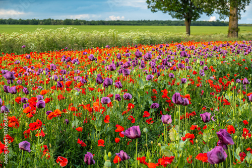Photography Blooming poppy and opium poppy field in spring countryside